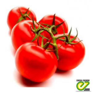 Бехрам F1 - томат детерминантный, 500 семян, Enza Zaden Голландия фото, цена